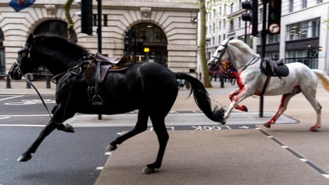 چندین نفر در جریان فرار چهار اسب در لندن زخمی شدند که باعث هرج و مرج شد - گزارش تصویری
