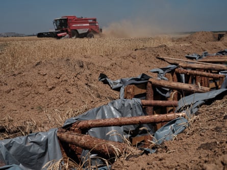 A harvesting vehicle in a field of crops with what appears to be a trench with plastic lining and wooden props in the foreground