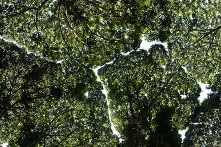 Patterns formed in the canopy between dipterocarp trees at the Forest Research Institute of Malaysia near Kuala Lumpur.