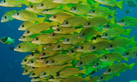 Palau’s marine sanctuary is twice the size of Mexico and aims to protect the country’s coral reefs and reef fish, such as snapper grunt (pictured). 
