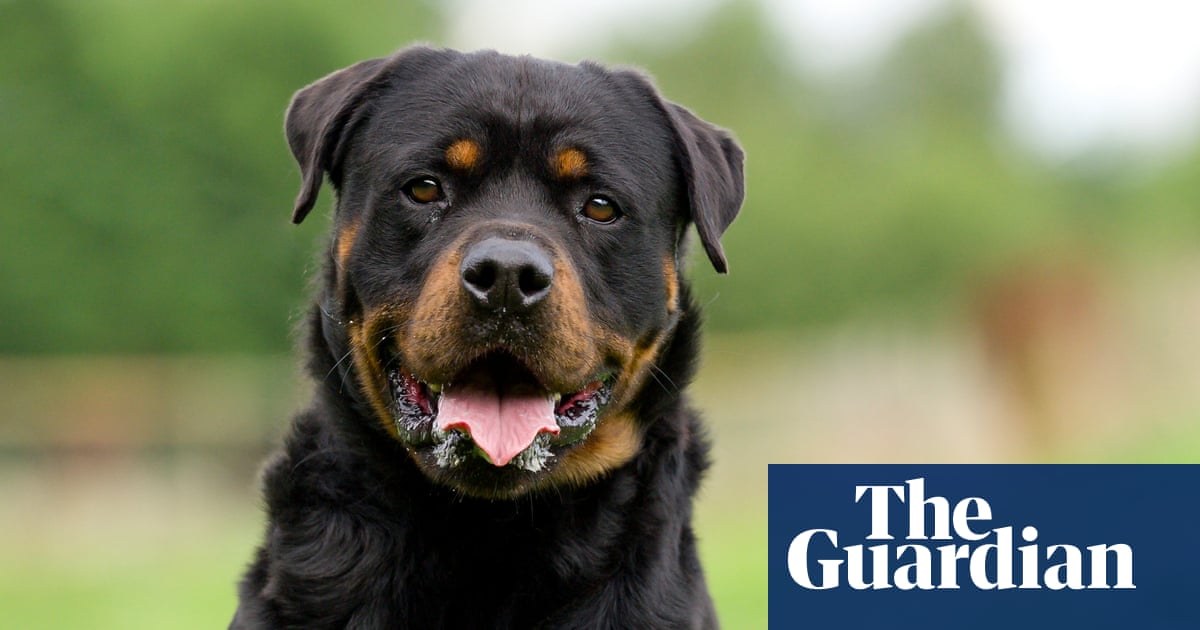 Would you risk stealing a rottweiler? More and more criminals are prepared to … | Dogs Would you risk stealing a rottweiler? More and more criminals are prepared to … | Dogs