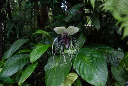 An elaborate flower with white tendrils above large leaves