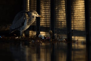 Overall winner and urban wildlife category winner: Behind Bars (grey heron) by Daniel Trim from Hitchin, Hertfordshire