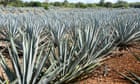 Which spirit is made from the blue agave plant? The Saturday quiz