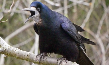 En plein soleil, le plumage noir brillant d'une tour montre une irisation bleue et verte