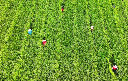 Agricultores com chapéus de palha caminham em fileiras em um campo de arroz