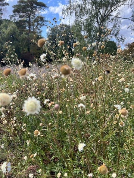 Giant scabious, almost 2 metres tall, at Beth Chatto