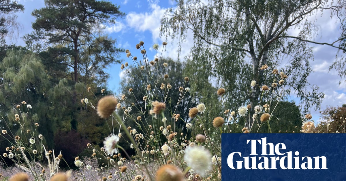 Which plants will survive and can I use grey water? Gardening as UK summers get drier