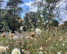 Which plants will survive and can I use grey water? Gardening as UK summers get drier