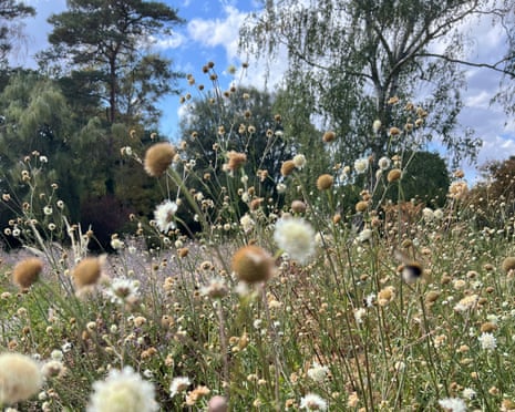 Giant scabiosa at Beth Chatto gardens
