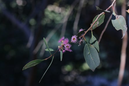The Port Lincoln mallee (Eucalyptus albopurpurea), native to South Australia, has striking purple flowers.