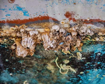 Barnacles attached to the hull of a fishing boat awaiting repair in a dry dock.