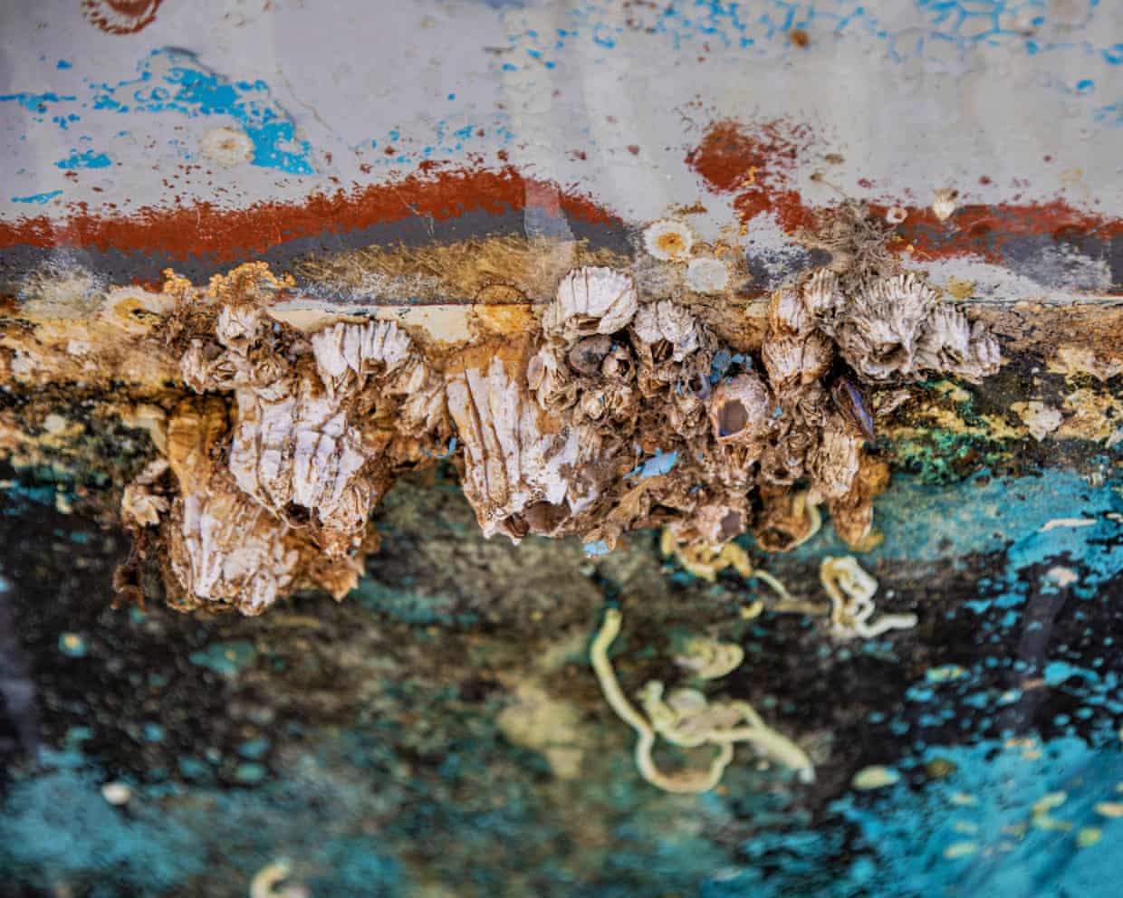 Ships stuck in strait of Hormuz pose ‘super-spreader’ biodiversity threat, scientists warn