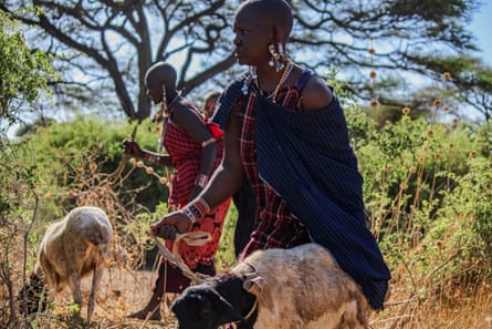 امرأتان تسيران بالقرب من الشجيرات مع بعض الأغنام