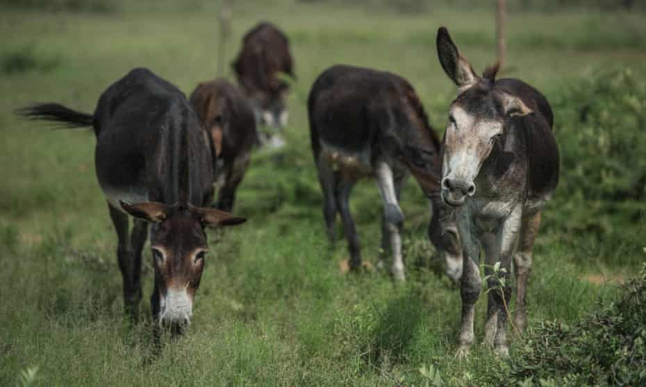 Donkeys graze in Magosane village, in South Africa’s North West province.