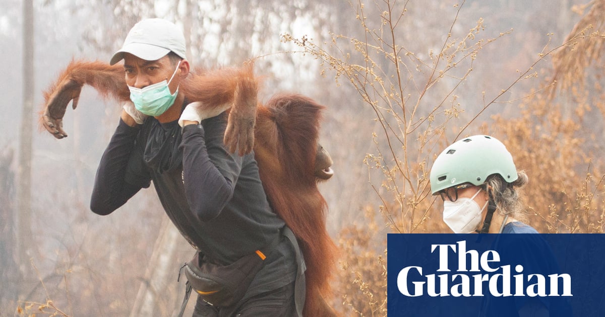 The week in wildlife: a rescued orangutan, the chonkiest bear and a barn owl’s triumph