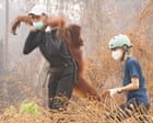 The week in wildlife: a rescued orangutan, the chonkiest bear and a barn owl’s triumph
