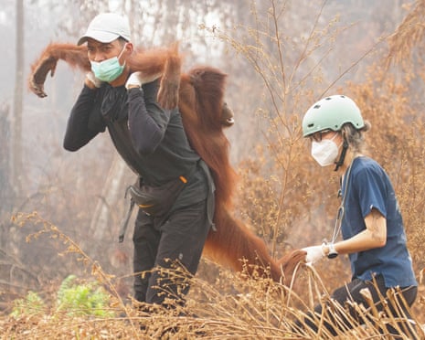 An orangutan is carried away from an area affected by wildfires in Ketapang, Indonesia