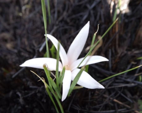 Plantwatch: the Natal crocus co-opts fire, bees and ants to reproduce