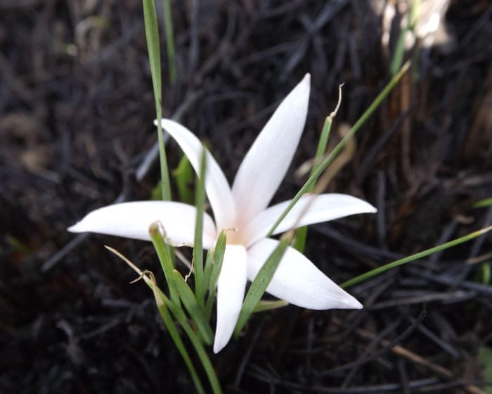 Plantwatch: the Natal crocus co-opts fire, bees and ants to reproduce