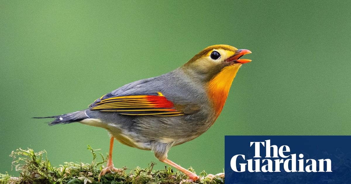 ‘The next parakeet’: Britain’s dawn chorus at risk from Asian songbird