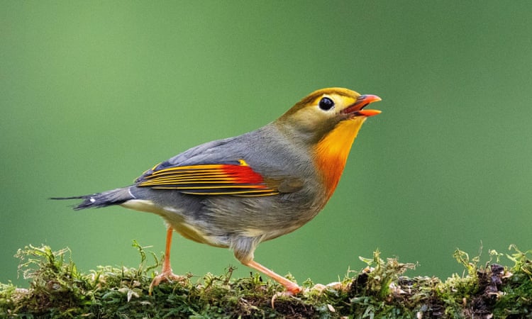 The extremely invasive red-billed leiothrix could pose a threat to Britain’s native bird populations