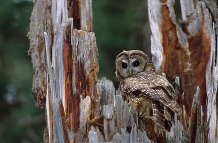 Brown owl in a tree trunk