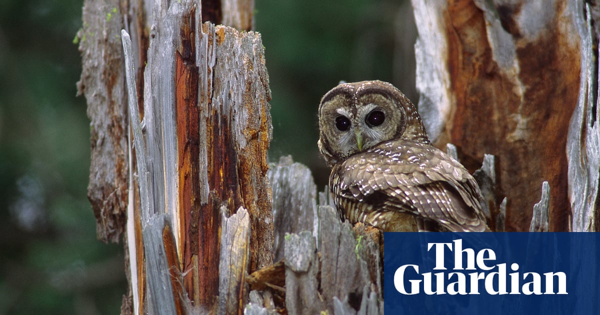 Canada rejects request to protect northern spotted owl habitat