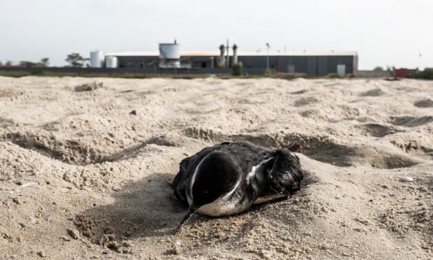 A dead bird lies on the beach in front of JXYG Chinese fishmeal factory, October 2018, in Kartong village
