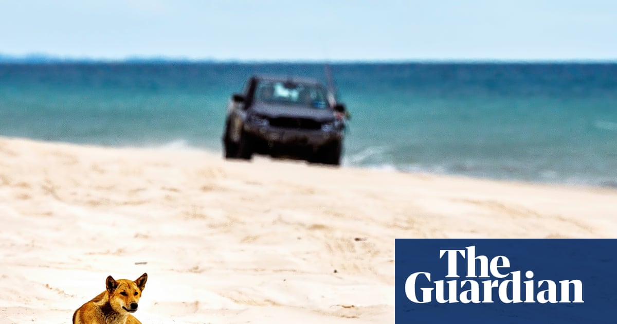 Canadian backpacker's death poses question for Queensland's K'gari: can dingoes and tourists coexist?
