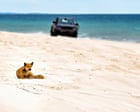 Canadian backpacker’s death poses question for Queensland’s K’gari: can dingoes and tourists coexist?