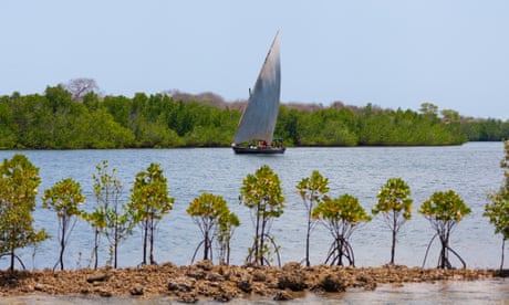 Florestas de mangue no arquipélago de Lamu, no Quênia.