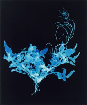 Chrystel Lebas – Plant Portraits or Weeds & Aliens StudiesSisymbrium irio L.- London Rocket 100 Yellow 130 Magenta 0 Cyan 40s