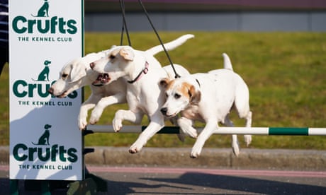 Harriers Frenzy, Fancy and Farthing help launch this year's Crufts.