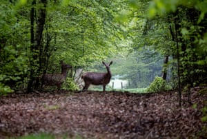 Cervos em florestas na região de Taurus perto de Frankfurt, Alemanha