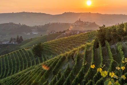 The vineyards of Serralunga d’Alba.