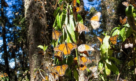 Monarch butterflies at a sanctuary in Michoacan state, Mexico.