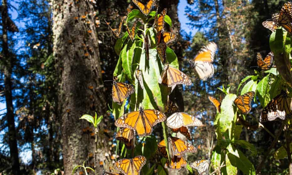 Monarch butterfiles congregate on a tree in Michoacán state, Mexico.