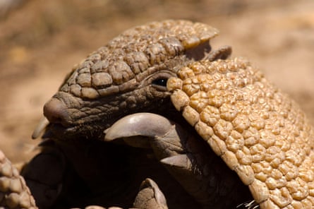 A southern three-banded armadillo, in Gran Chaco, Bolivia