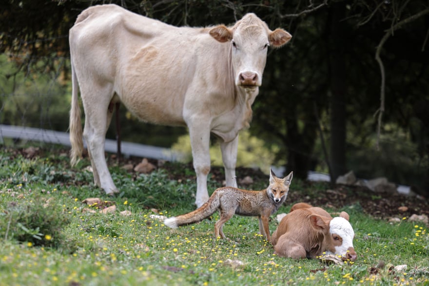 Fox, cow and calf