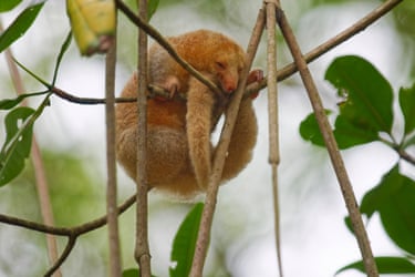 A fluffy orange anteater asleep whilst holding on to a branch