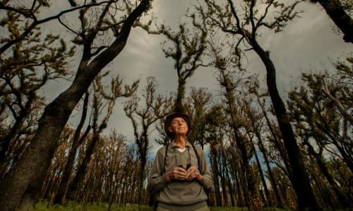 Australia After The Bushfires Environment The Guardian