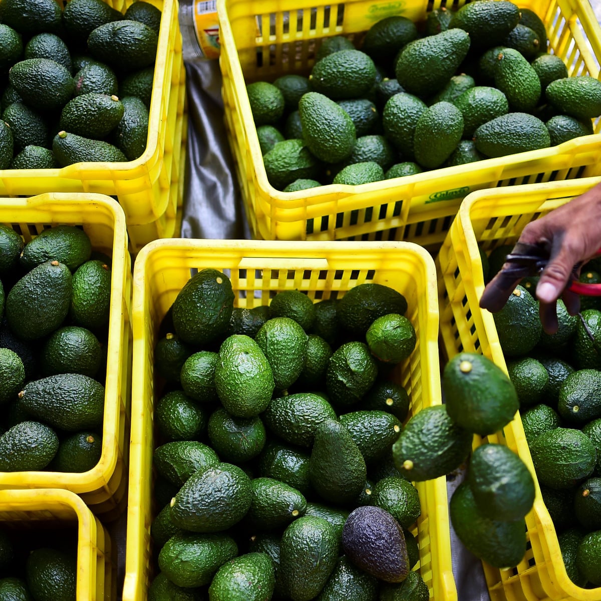 The Top 5 Reasons To Eat Avocado Living The Fresh Life