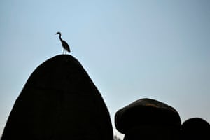 A heron silhouetted on a rock