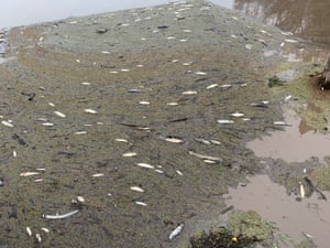 Dead fish in Macleay River