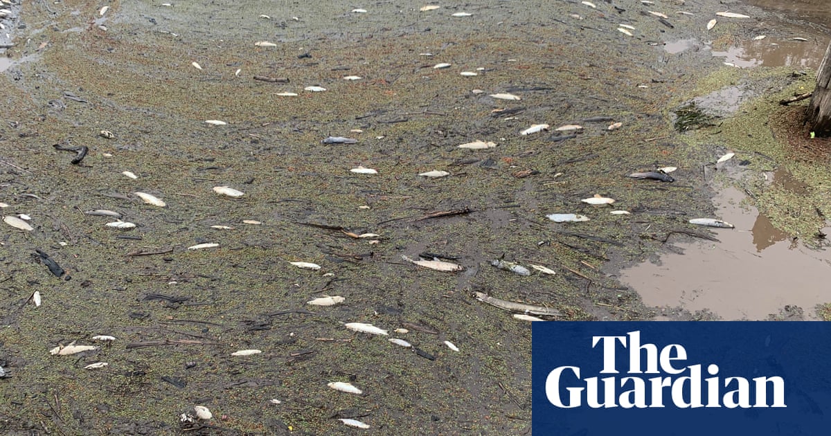 Hundreds of thousands of fish dead in NSW as bushfire ash washed into river