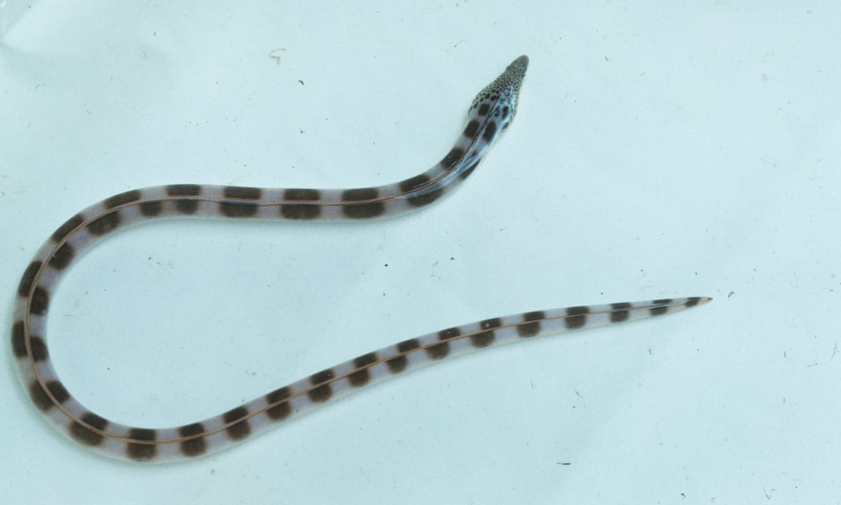 snake eels burst through the stomach of predators in bid to escape being eaten alive animal behaviour the guardian