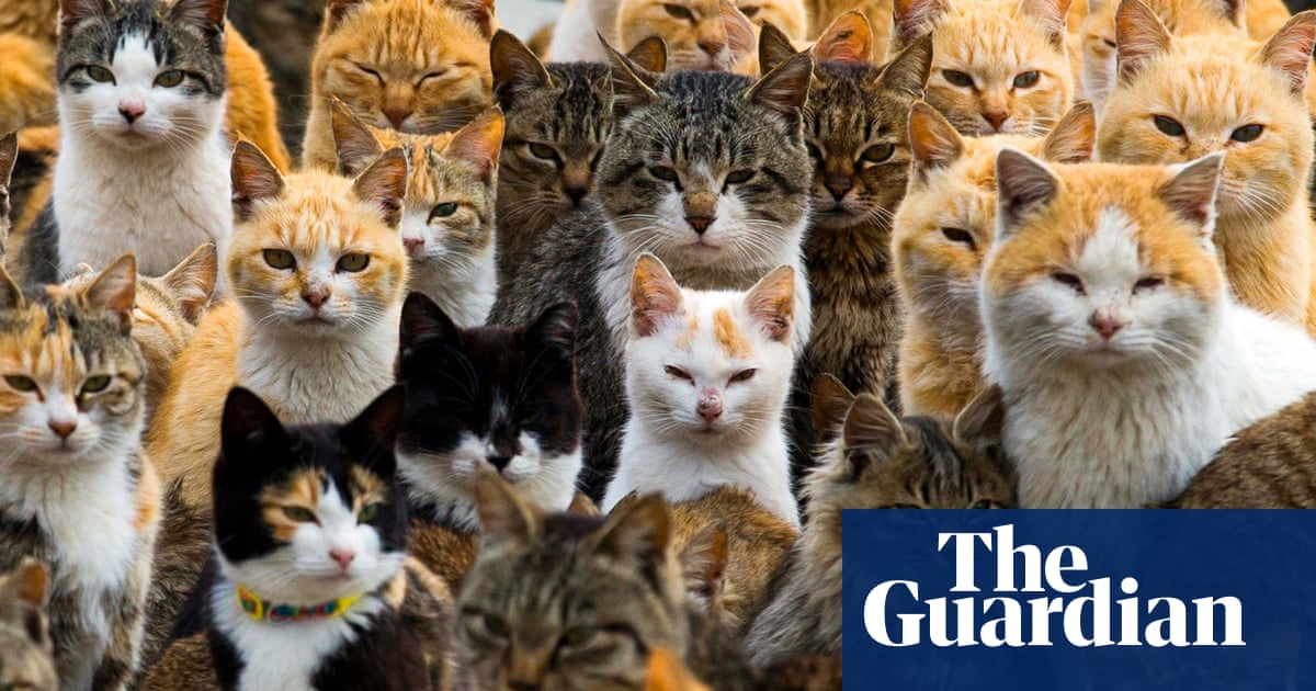 Claws Out On Japan S Cat Island As Foul Play Feared In Spate Of Deaths World News The Guardian