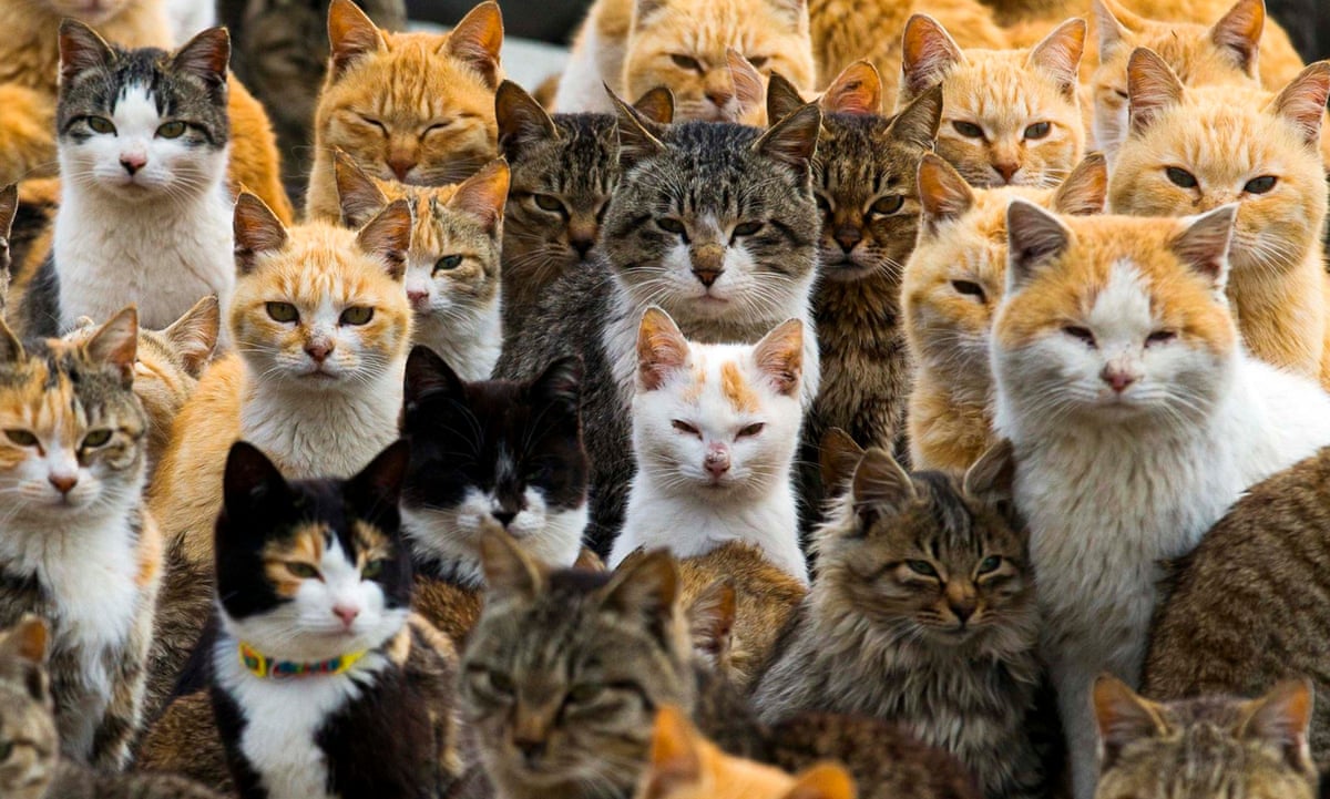Claws out on Japan's 'cat island' as foul play feared in spate of deaths |  Japan | The Guardian