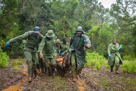 A group of wildlife officers carry a a bongo in a canvas hammock along a muddy track.